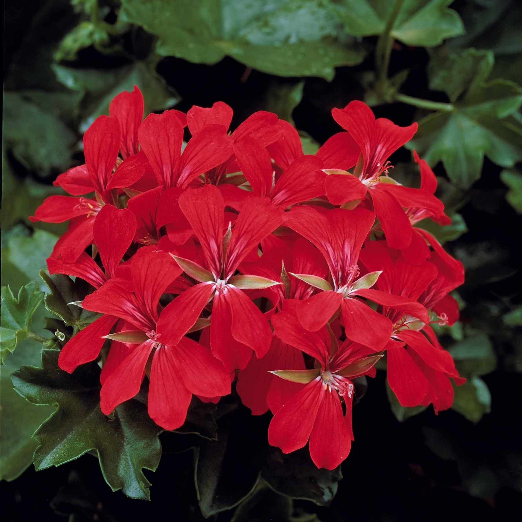 Verkauf Rote Efeugeranien - Pelargonium peltatum