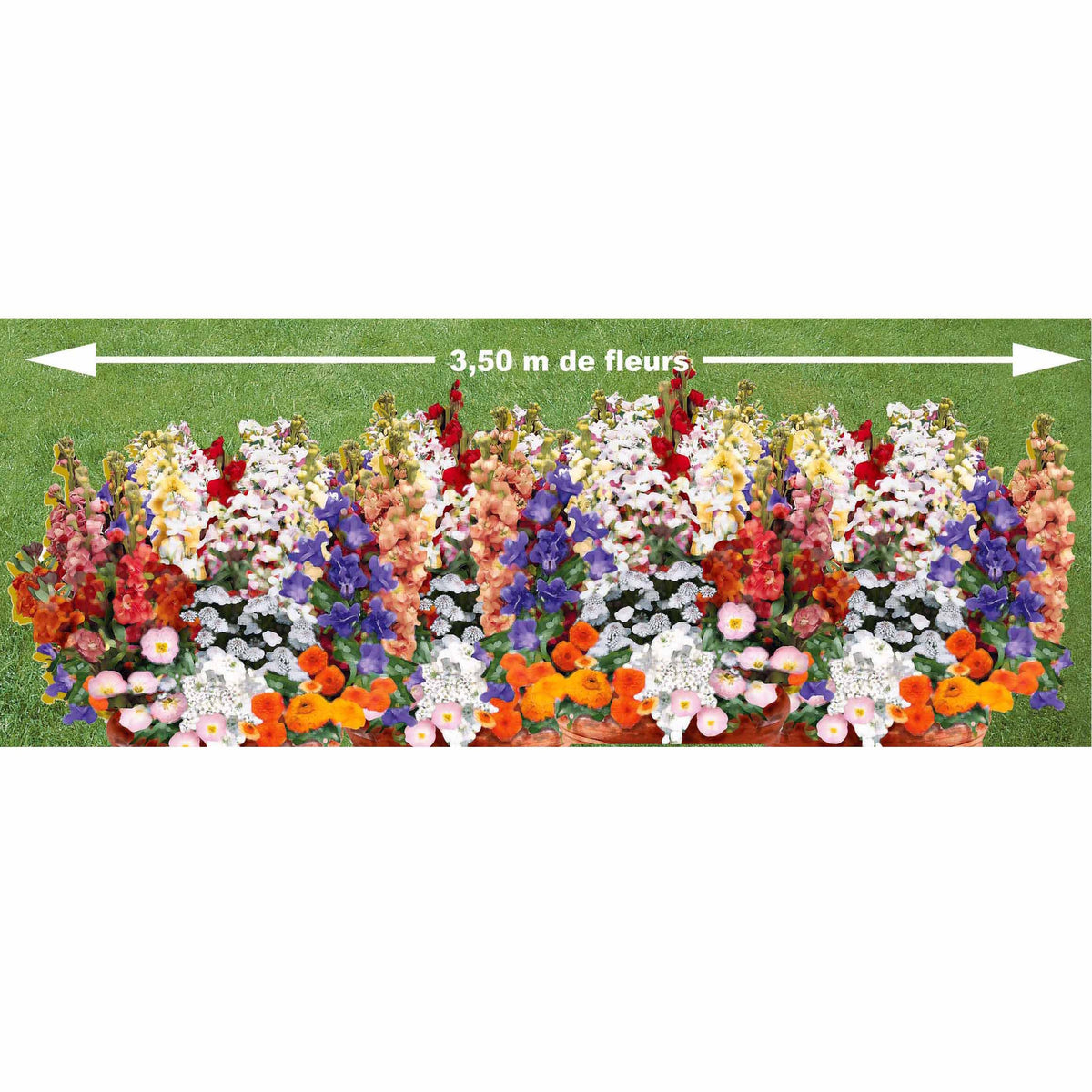 Duftende Blumenmischung - Willemse