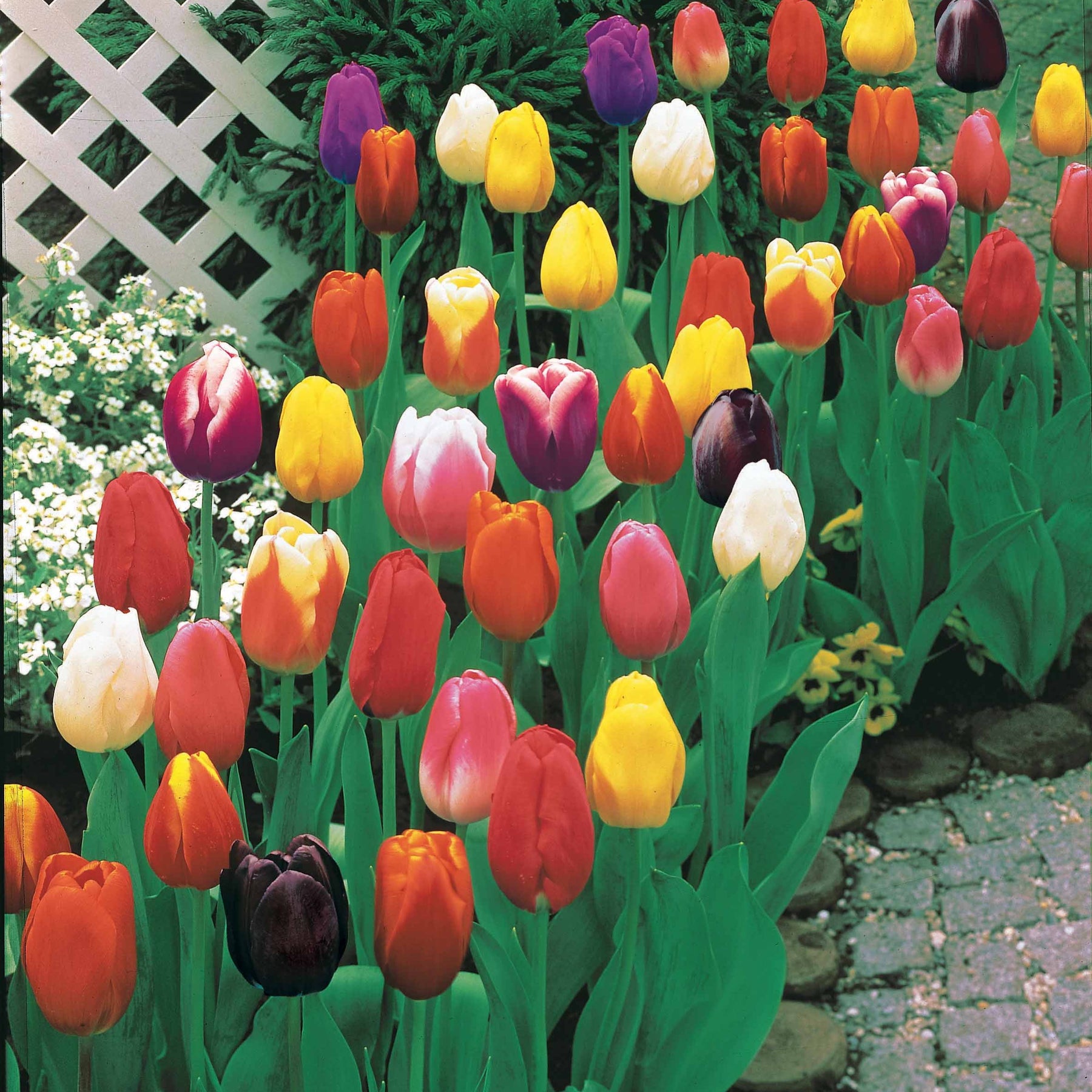 Langstielige Tulpen Mischung (x75) - Willemse