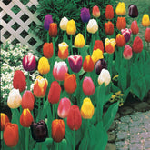 Langstielige Tulpen Mischung (x50) - Tulipa - Willemse