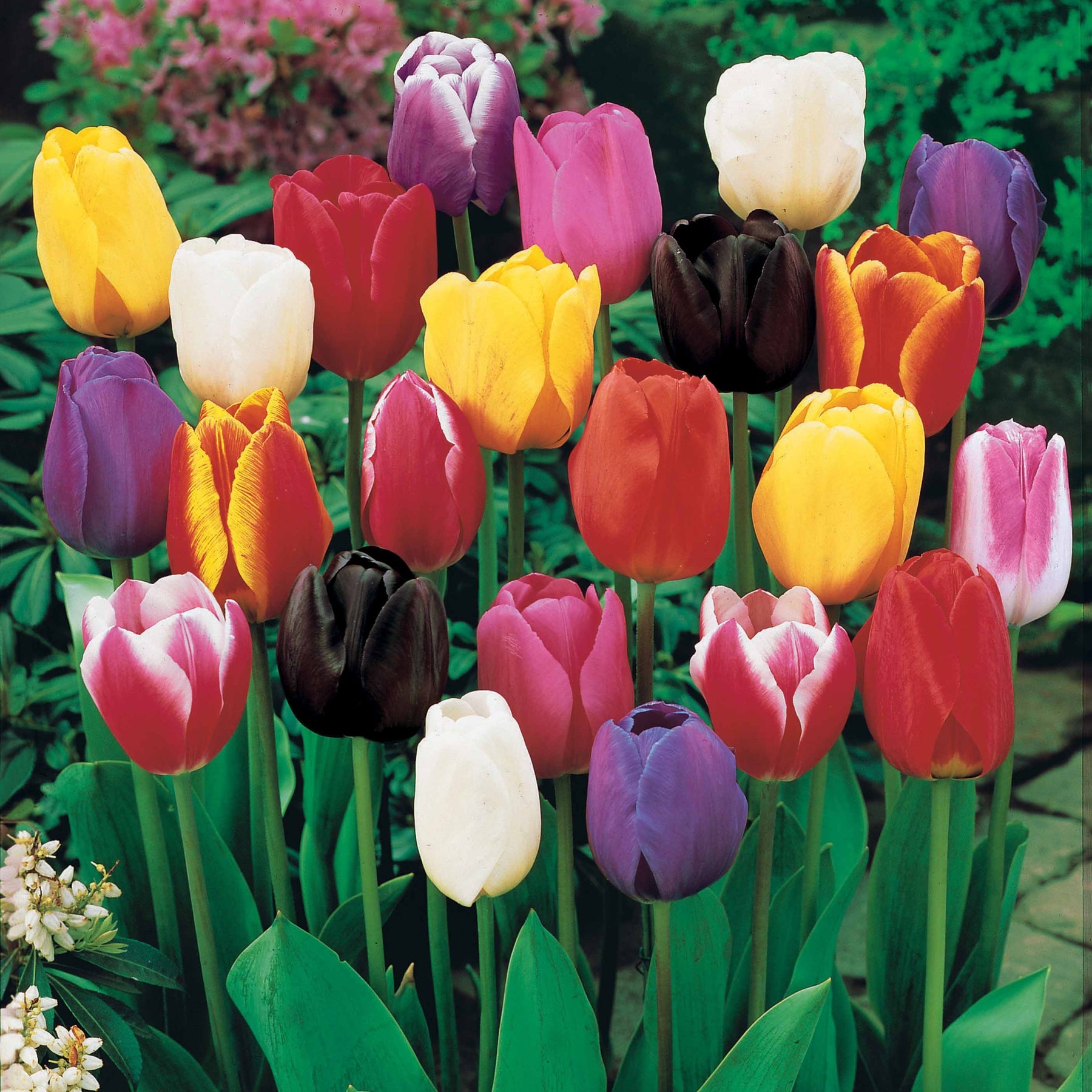 Langstielige Tulpen Mischung (x50) - Willemse