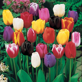 Langstielige Tulpen Mischung (x50) - Willemse