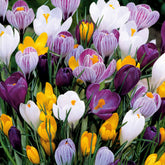Crocus vernus - Großblütige Krokusse Mischung (x100) - Krokus-Zwiebeln