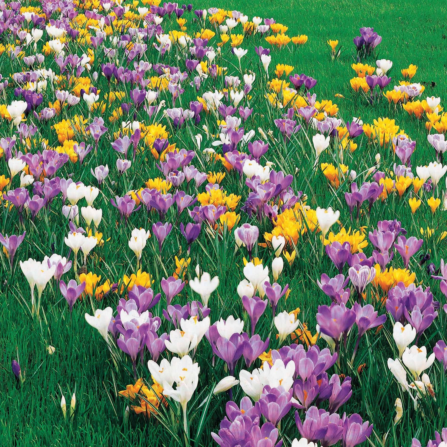 Großblütige Krokusse Mischung (x100) - Crocus vernus - Willemse