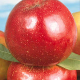 Apfel Roter Boskoop - Willemse