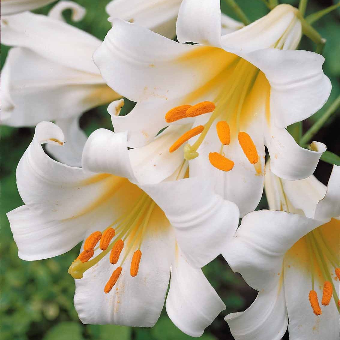 Königslilie weiß (x3) - Lilium regale album - Willemse