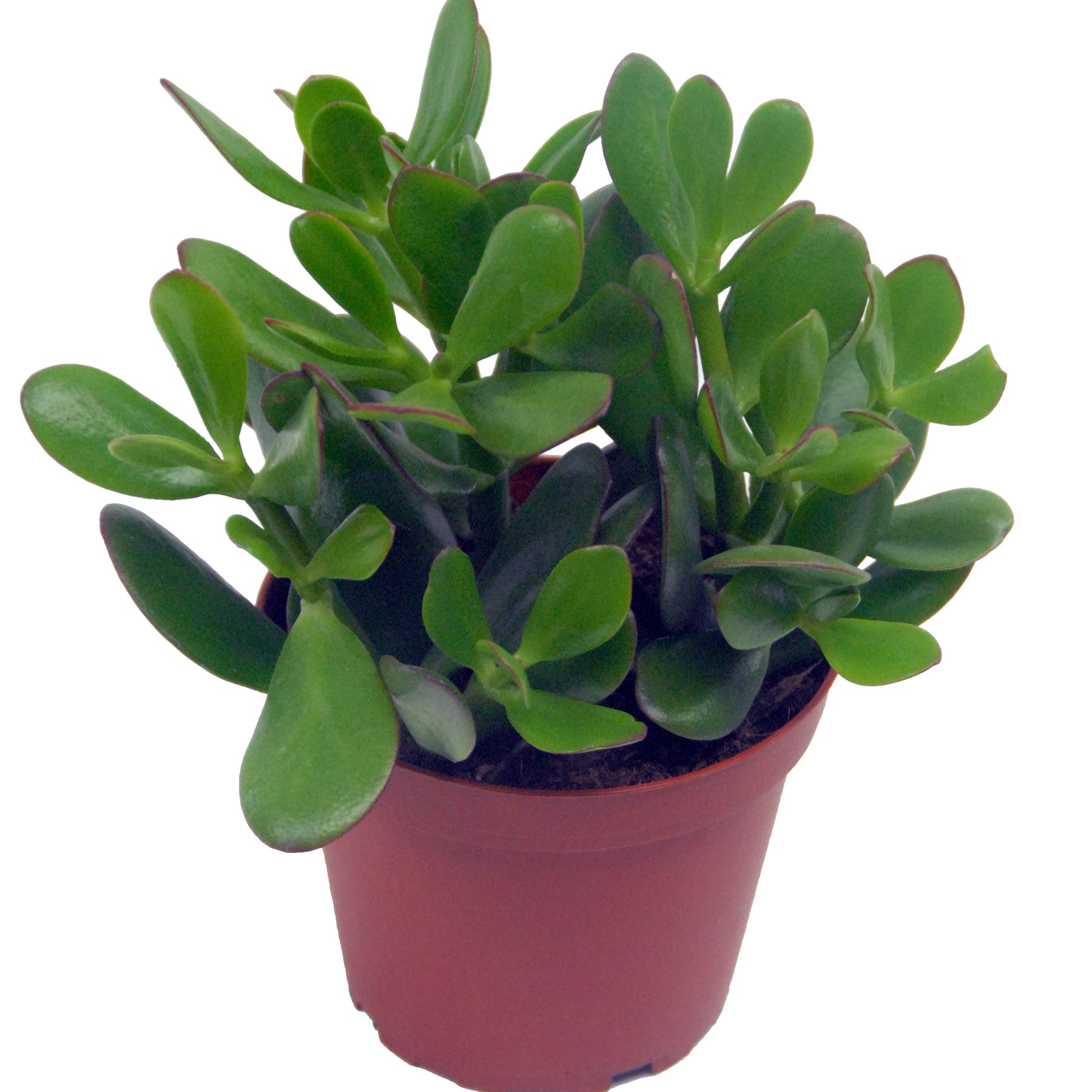 Geldbaum in weißem Blumentopf - Willemse