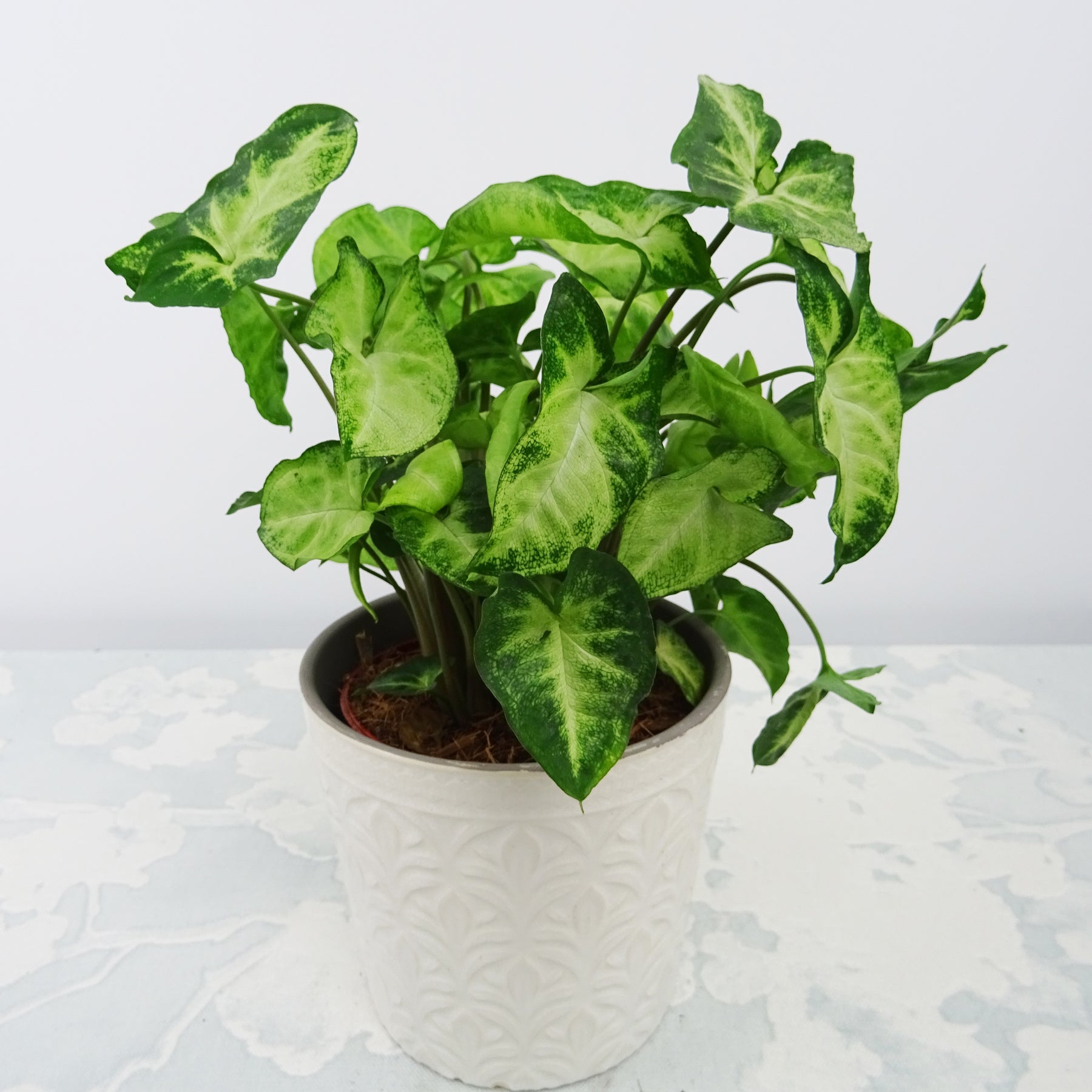 Purpurtute in weißem Blumentopf - Syngonium pixie - Willemse