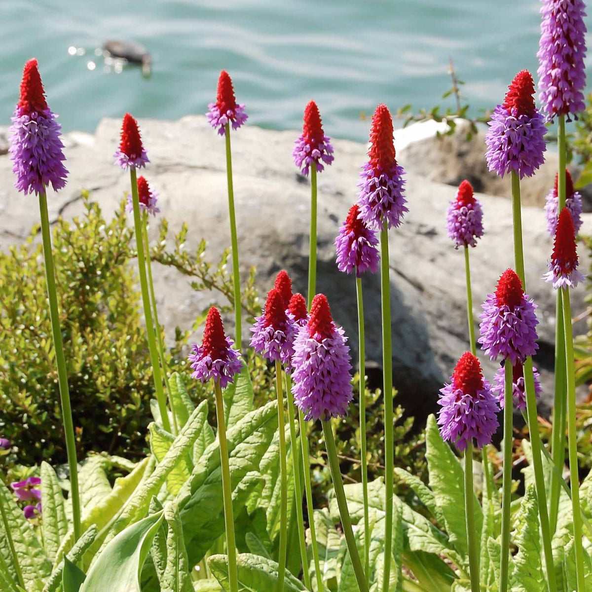 Orchideen-Primel