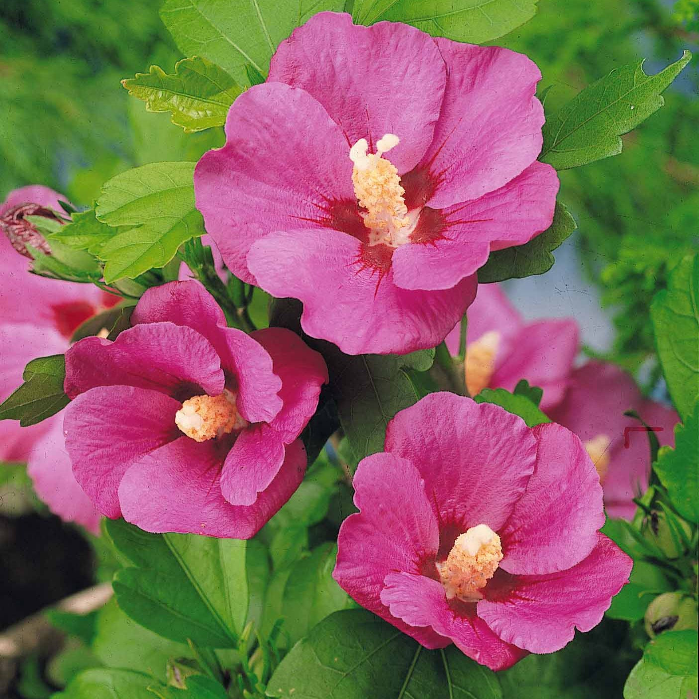 Hibiskus-Stämmchen - Willemse