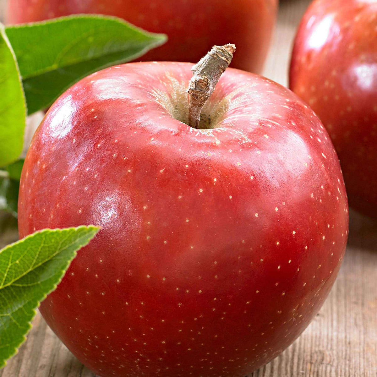 Malus domestica jonagold - Apfelbaum 'Jonagold' - Apfelbäume