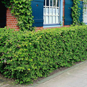 Heckensträucher - Hainbuche (x10) - Carpinus betulus