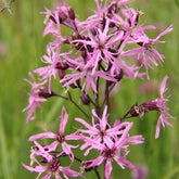 Kuckucksnelke - Willemse