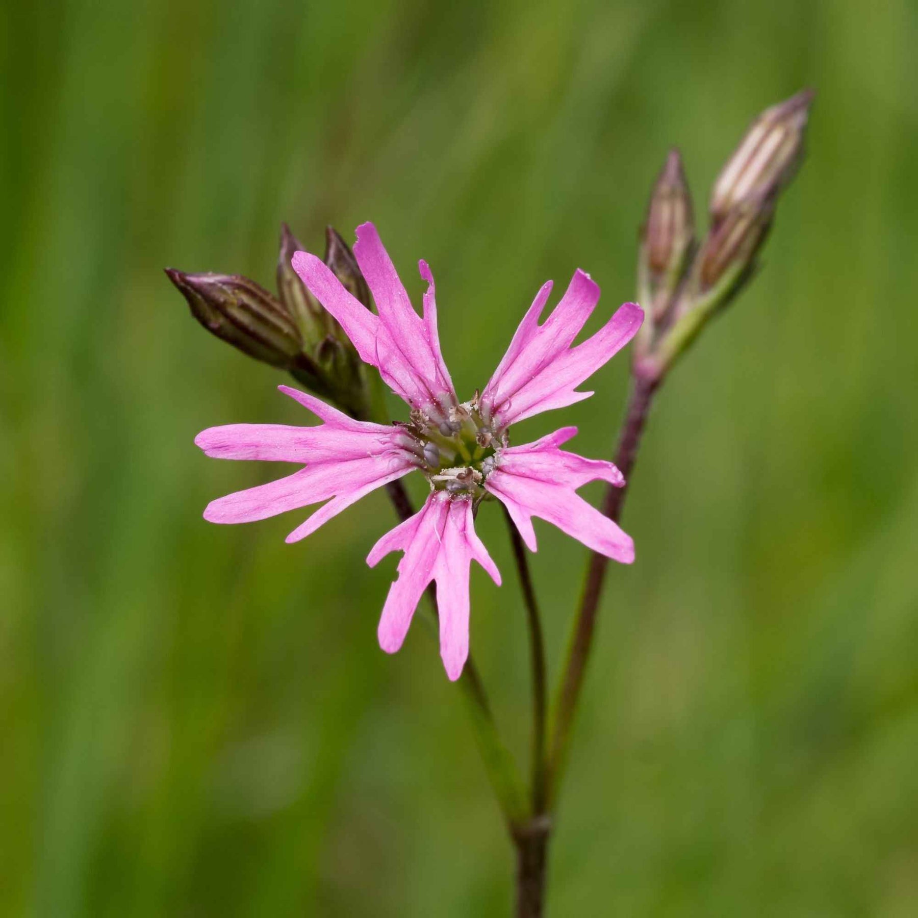 Kuckucksnelke - Lychnis flos-cuculi - Willemse