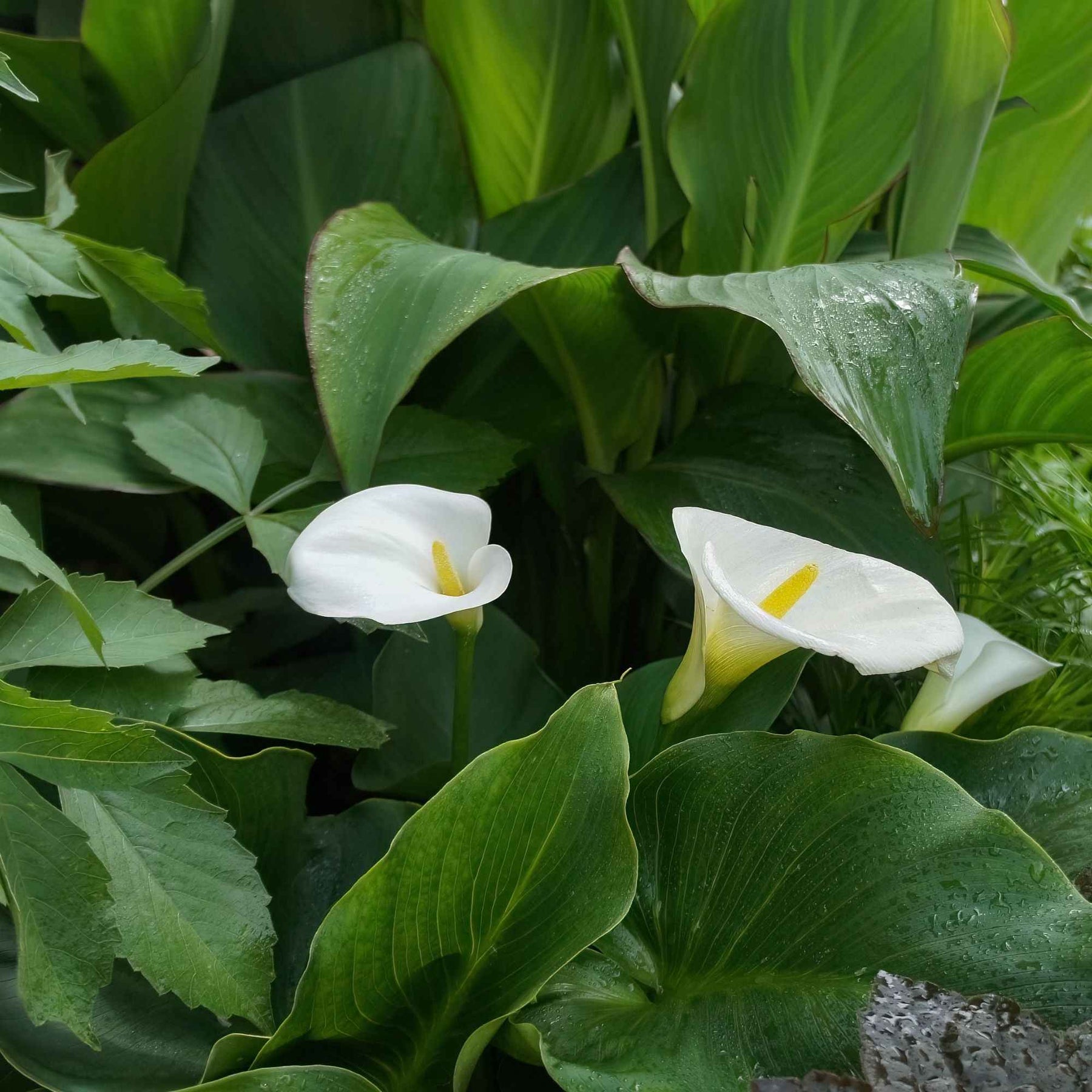 Zantedeschia aethiopica - Äthiopischer Weißer Aronstab - Alle Teichpflanzen