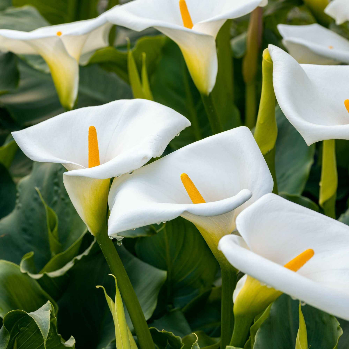 Äthiopischer Weißer Aronstab - Zantedeschia aethiopica - Willemse