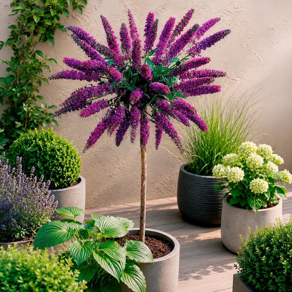 Schmetterlingsflieder 'Empire Blue' - Willemse