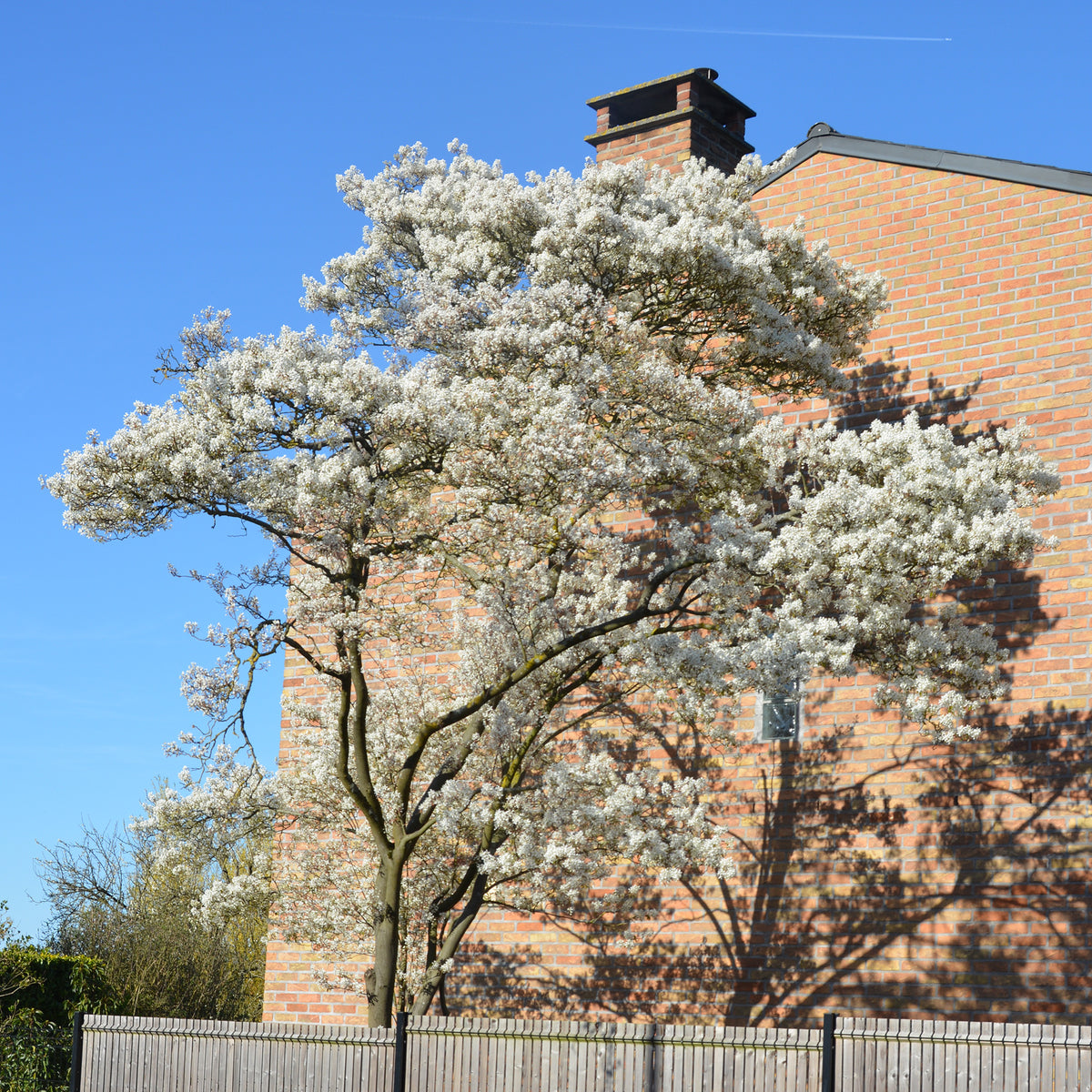 Verkauf Kanadische Felsenbirne