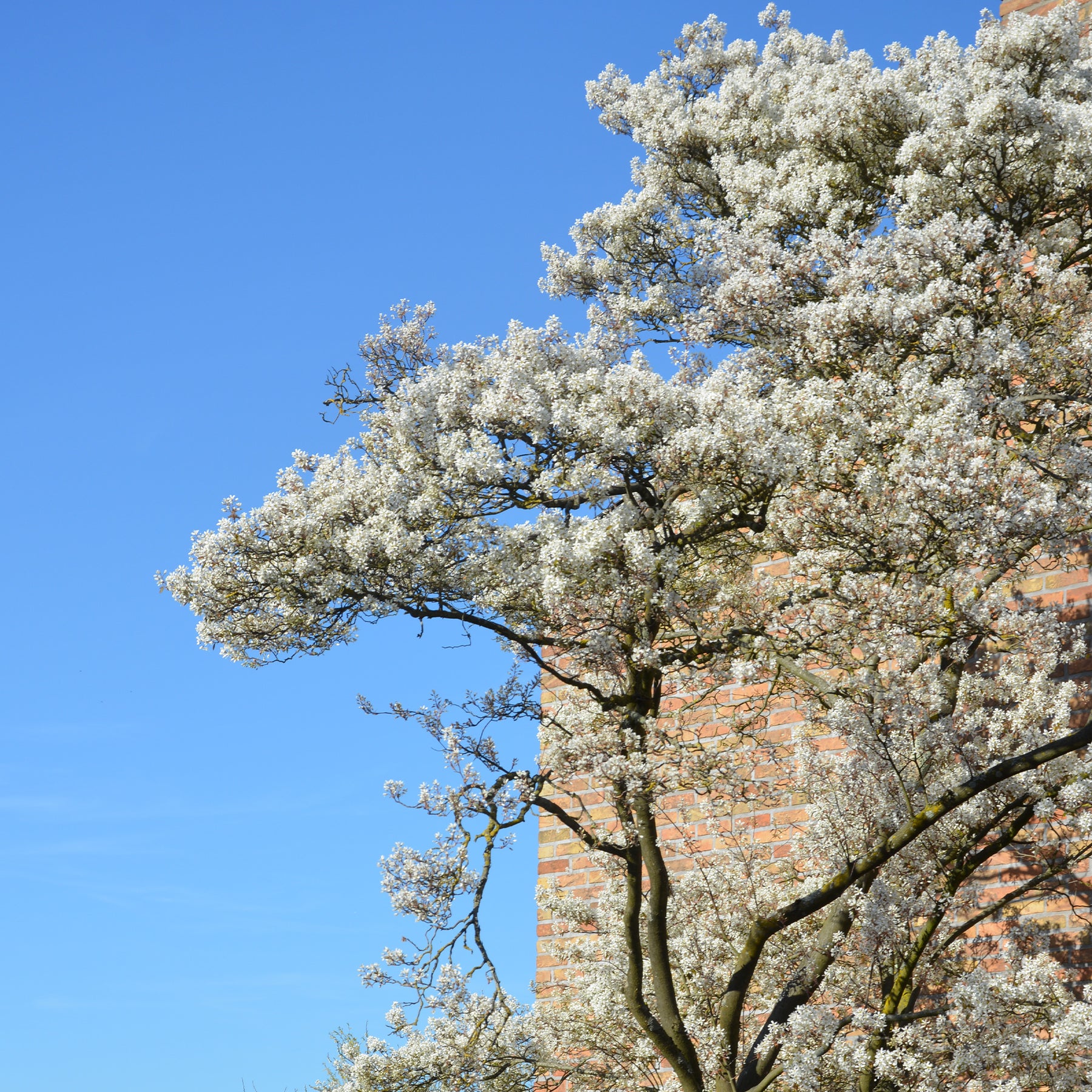 Kanadische Felsenbirne