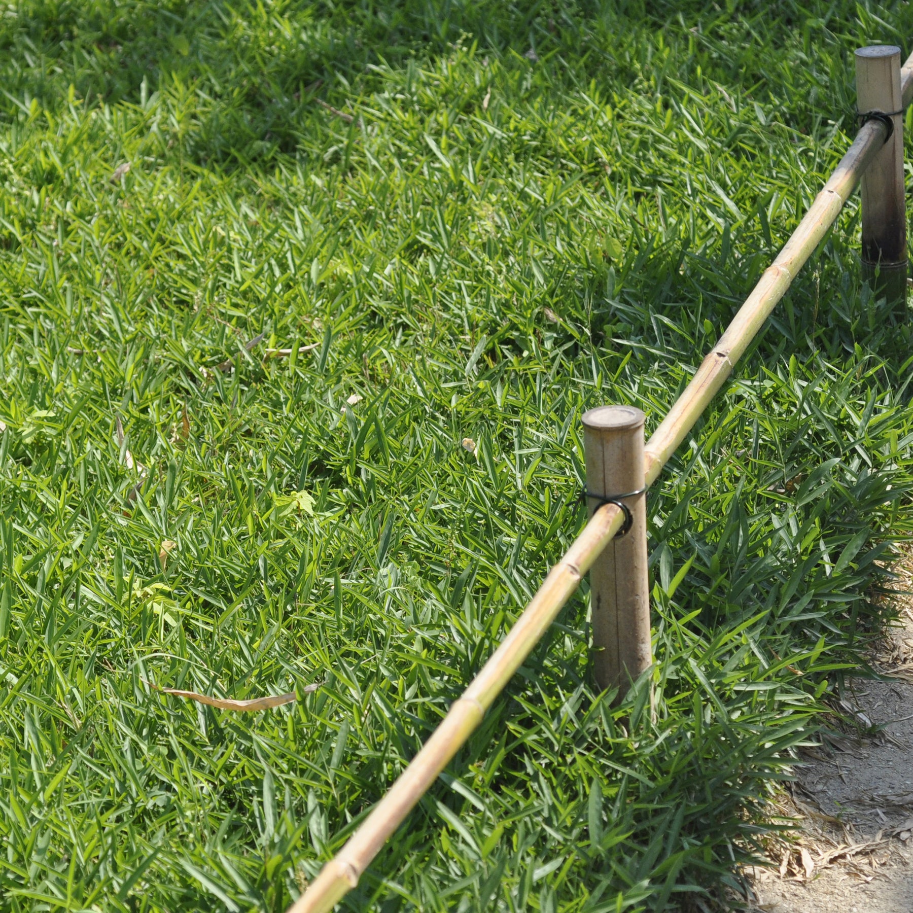 Bodendecker-Zwergbambus - Pleioblastus pygmaeus - Willemse