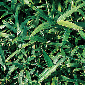 Pleioblastus pygmaeus - Bodendecker-Zwergbambus - Bambus