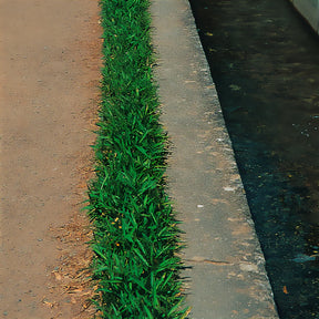 Bodendecker-Zwergbambus - Willemse