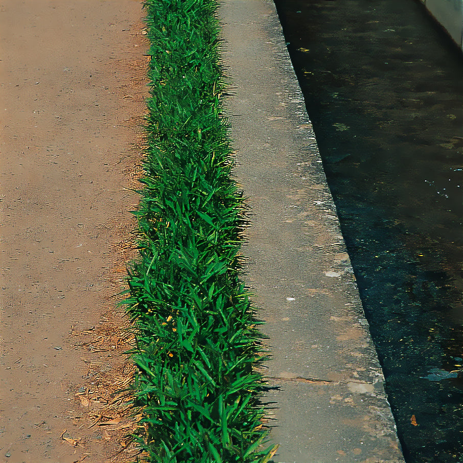 Bodendecker-Zwergbambus - Willemse