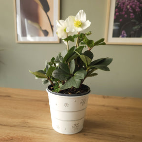 Zimmerpflanzen - Christrose 'Christmas Carol' und sein Weihnachtstopf - Helleborus niger Christmas Carol