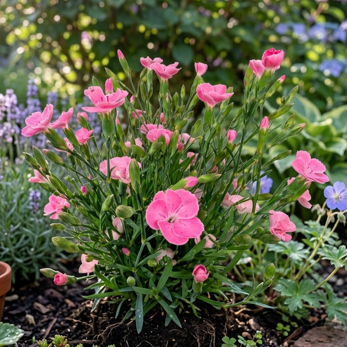 Nelke Peach Party - Dianthus caryophyllus - Willemse