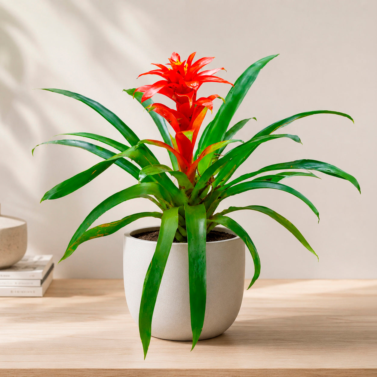 Guzmania Calypso - Willemse