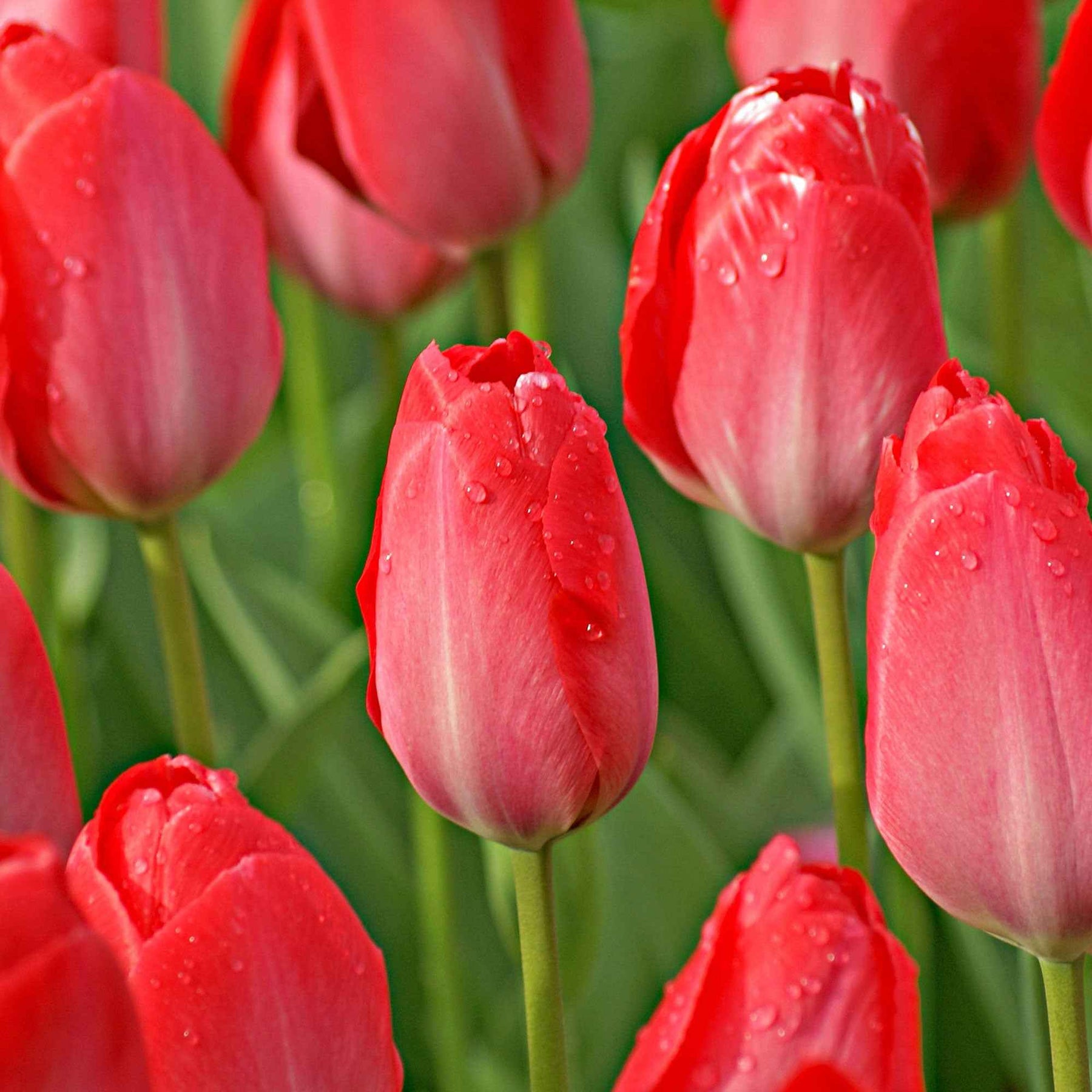 Tulpen-Zwiebeln - Tulpe Van Eijk & Narzisse Bridal Crown - 