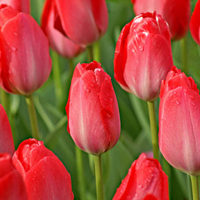 Tulpen-Zwiebeln - Tulpe Van Eijk & Narzisse Bridal Crown - 
