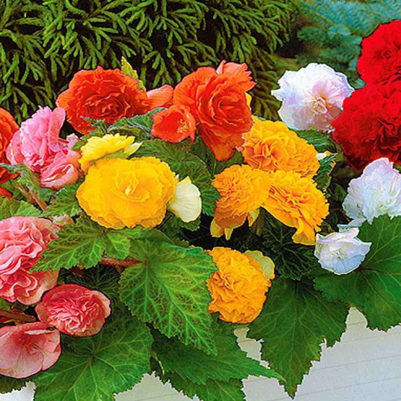 Begonie Mischung 'Non Stop' (x6) - Begonia multiflora non stop - Willemse
