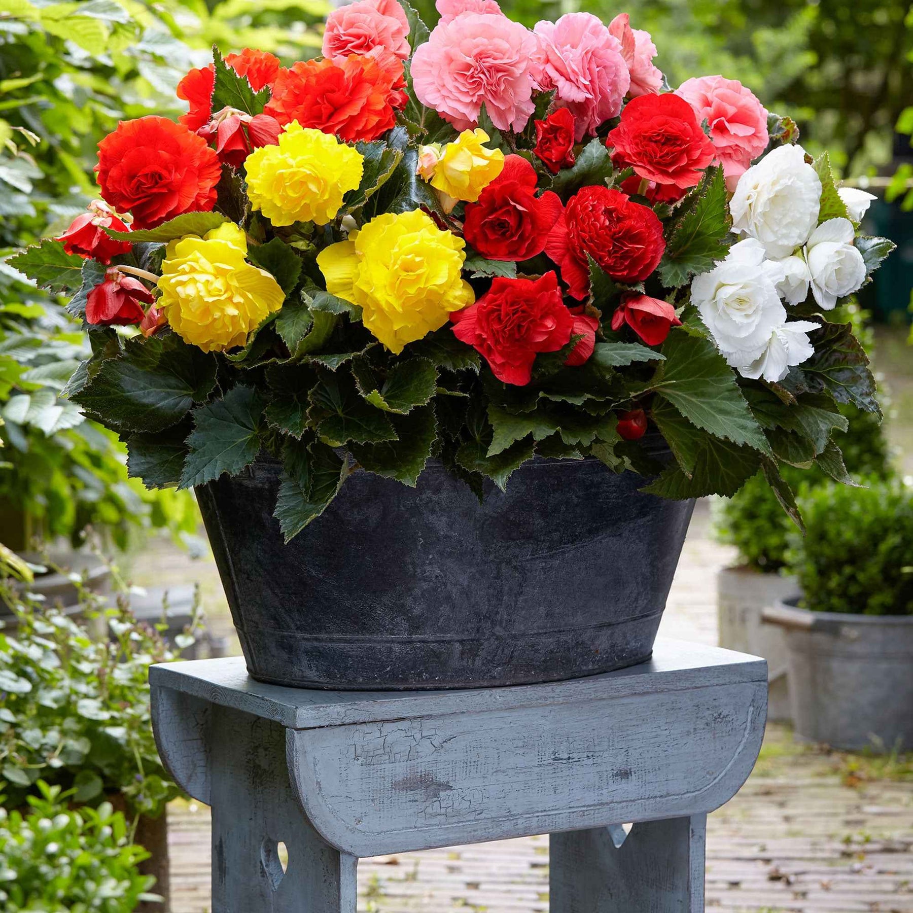 Begonie Mischung 'Non Stop' (x6) - Willemse