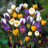 Krokus Mischung (x50) - Willemse