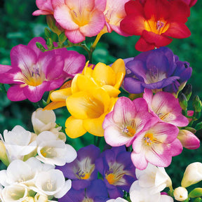 Freesien Mischung (x25) - Freesia - Willemse