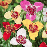 Tigerblume - Tigridia pavonia - Wildblumenzwiebeln