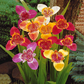 Tigridia pavonia - Tigerblume - Natürlicher Zwiebel-Mix