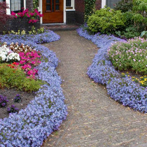 Campanula portenschlagiana - Dalmatiner Polster-Glockenblume - Glockenblumen
