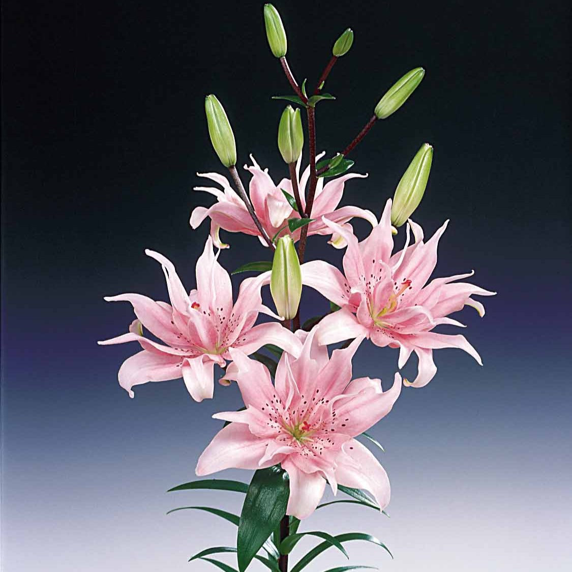Lilium elodie - Asiatische Lilie 'Elodie' (x3) - Lilien-Zwiebeln