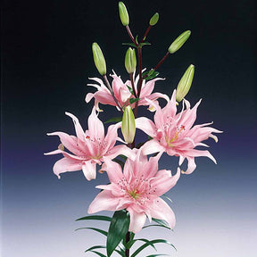 Lilium elodie - Asiatische Lilie 'Elodie' (x3) - Lilien-Zwiebeln
