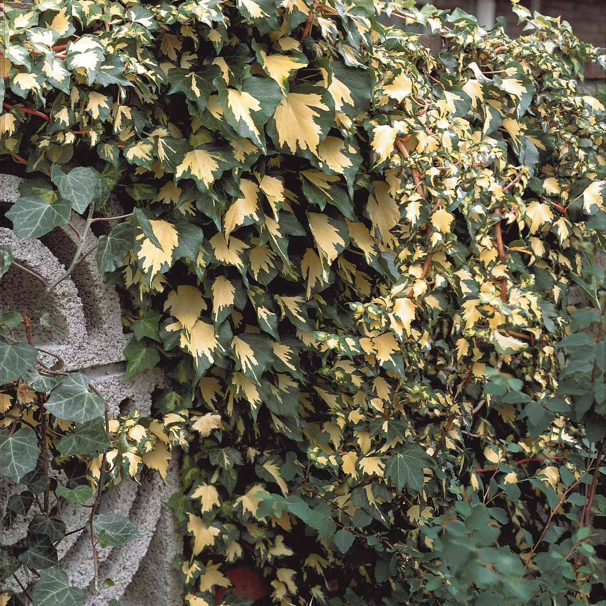 Hedera helix Goldheart - Efeu Hedera - Kletter-Efeu - Hedera
