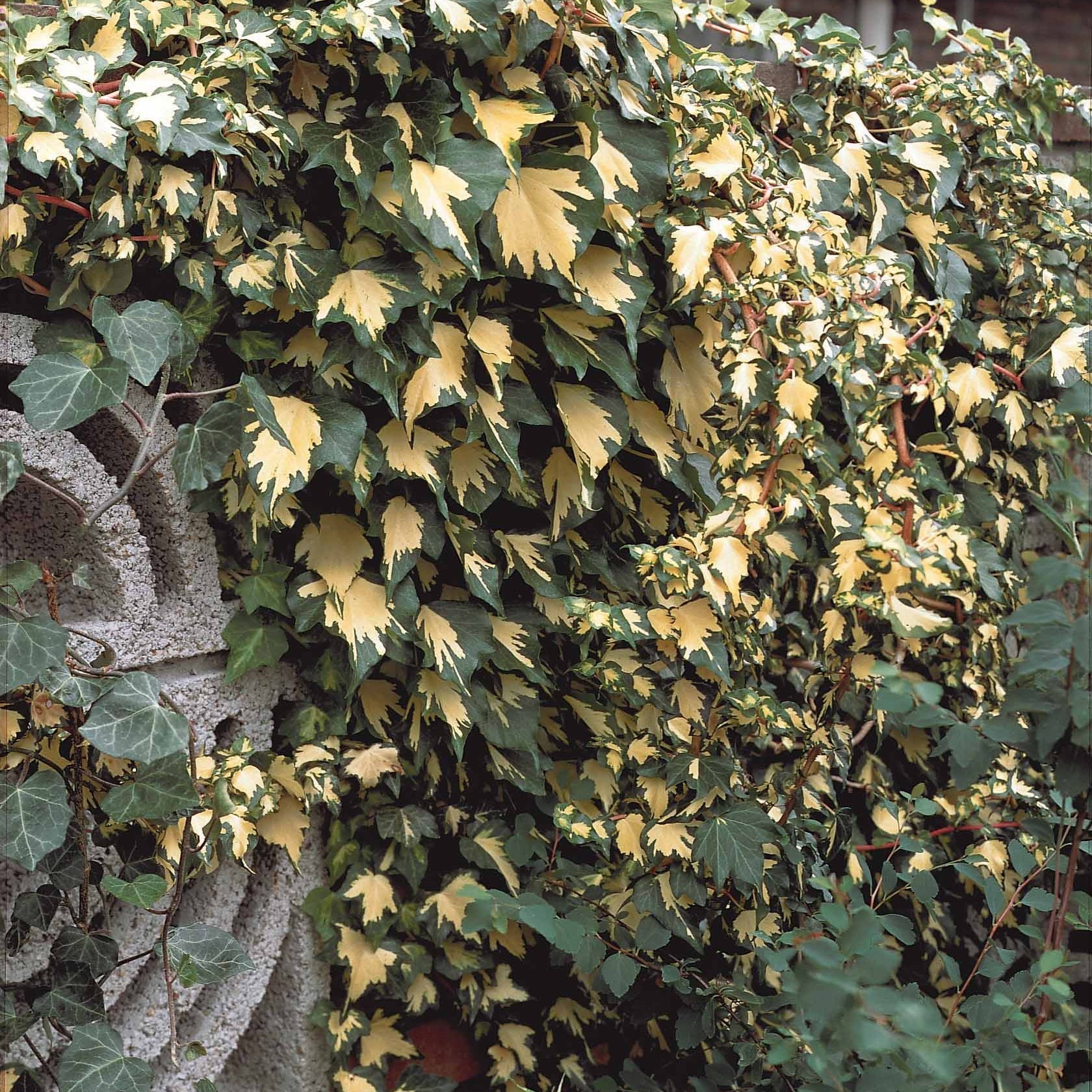 Hedera helix Goldheart - Efeu Hedera - Kletter-Efeu - Hedera