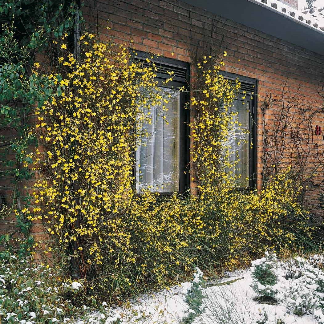 Winterjasmin - Jasminum nudiflorum