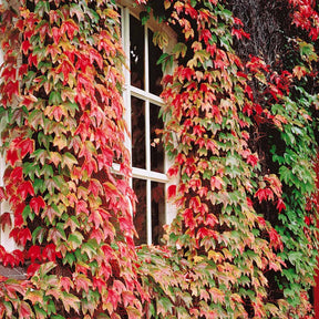 Jungfernrebe - Parthenocissus tricuspidata veitchii