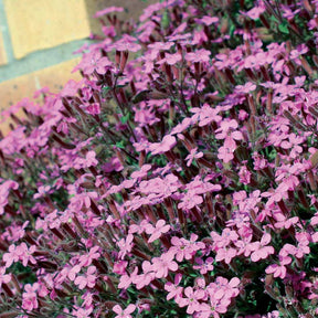 Nackte Wurzeln - Kissen-Seifenkraut (x5) - Saponaria ocymoïdes