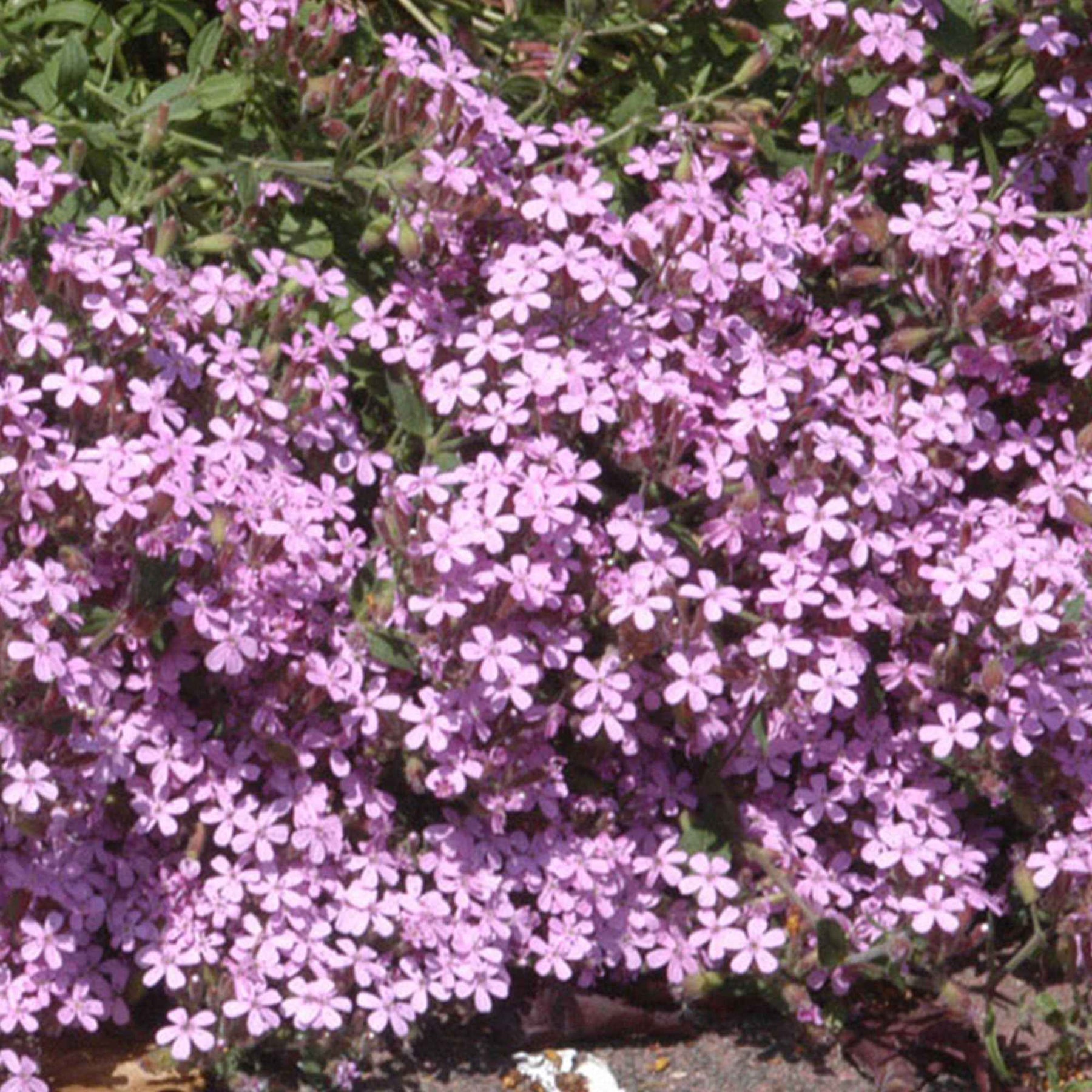 Kissen-Seifenkraut (x5) - Saponaria ocymoïdes - Willemse