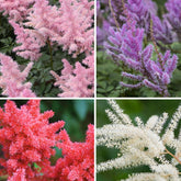 Prachtspiere Mischung 'Magic' (x4) - Astilbe