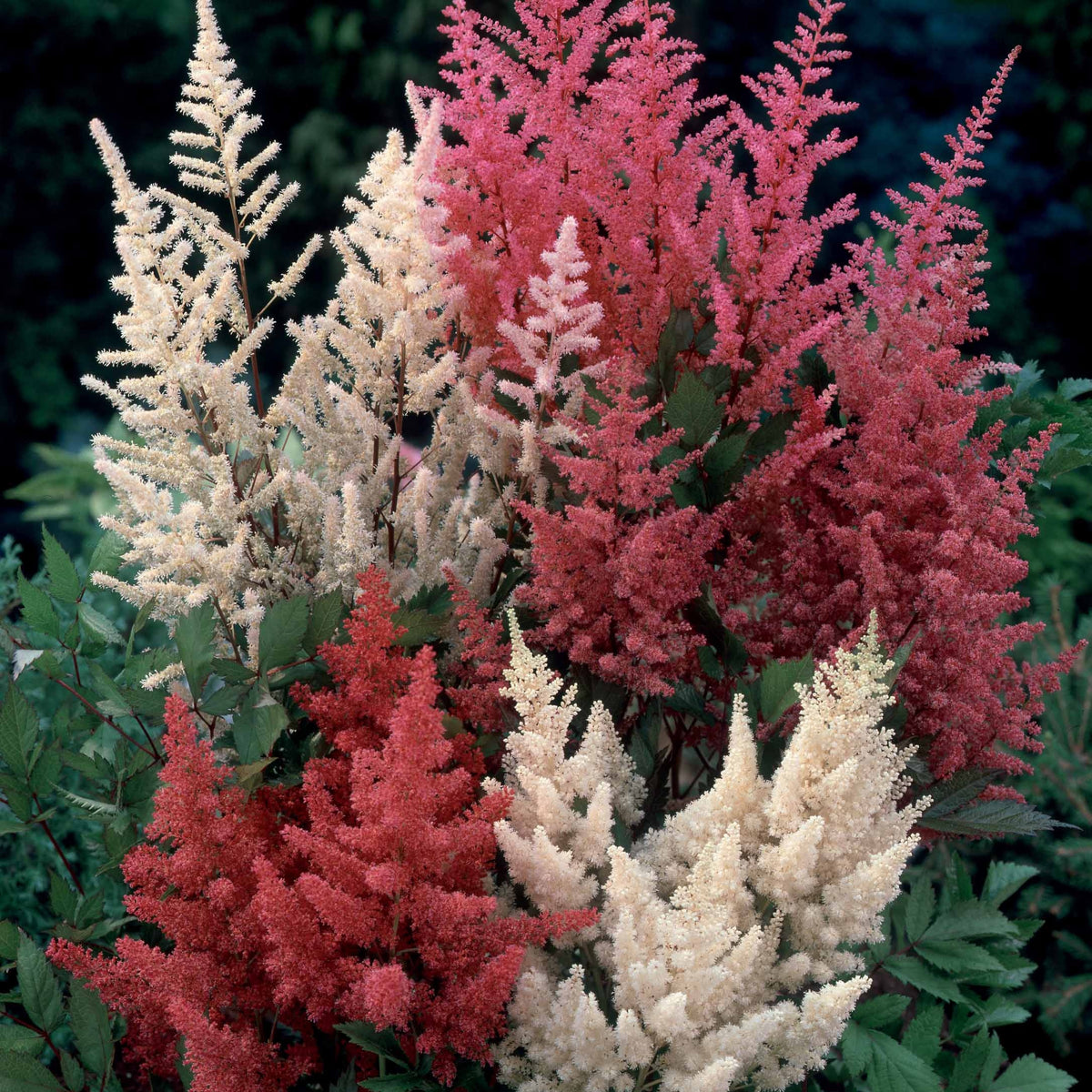 Prachtspiere Mischung 'Magic' (x4) - Astilbe - Willemse