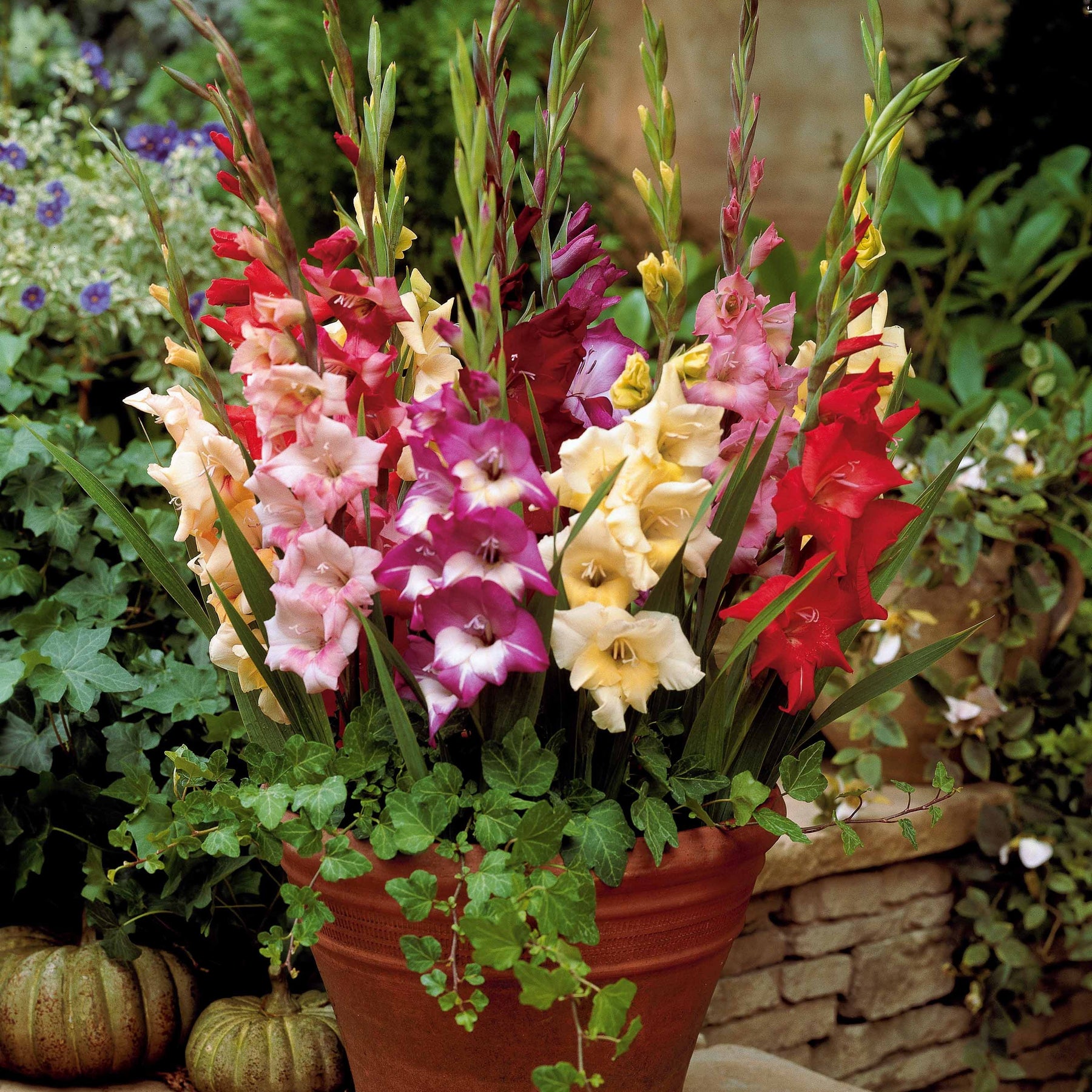 Mini-Gladiolen Mischung (x12) - Glamini - Willemse